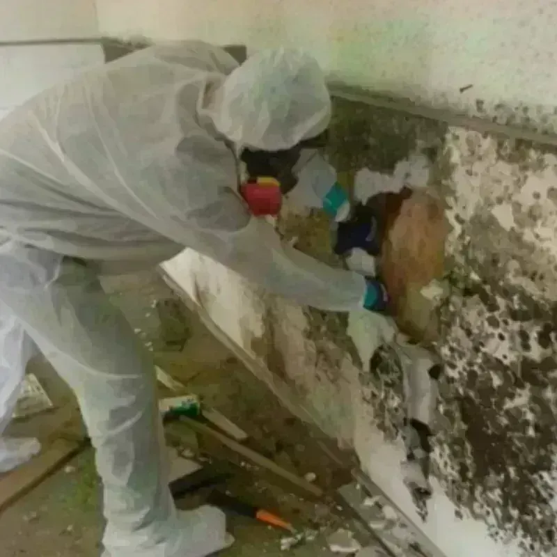 Mold Remediation and Removal in Bee Cave, TX